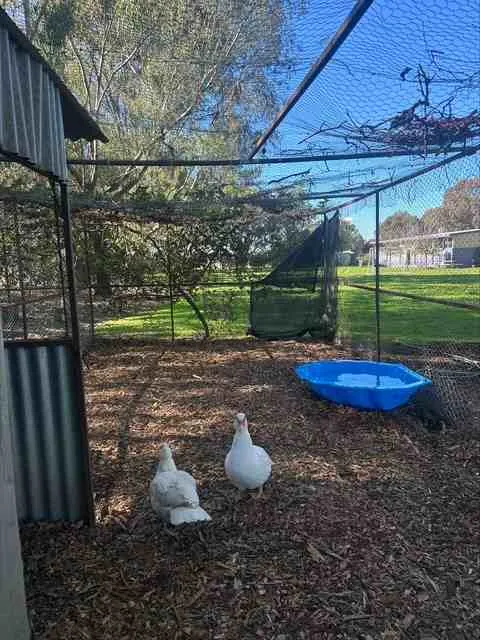 Two of the school's ducks in their pen on the grass