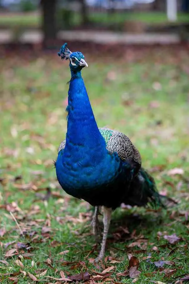 The school's resident peacock showing his iridescent tail feathers in the rural school grounds